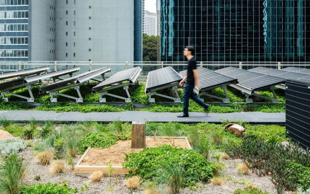 Un toit végétalisé avec des panneaux solaires